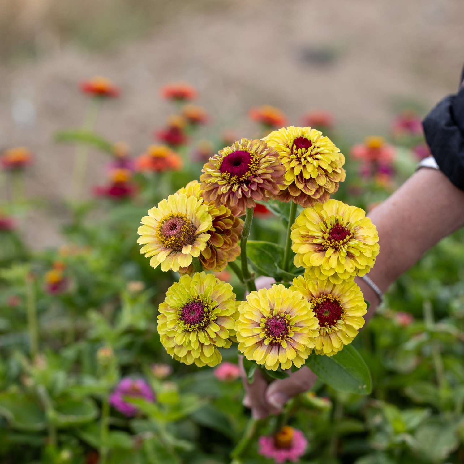Zinnia 'Queen Lime Blush' (graines)